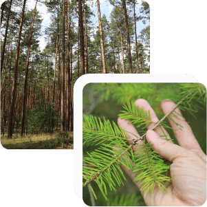Foto: Wald