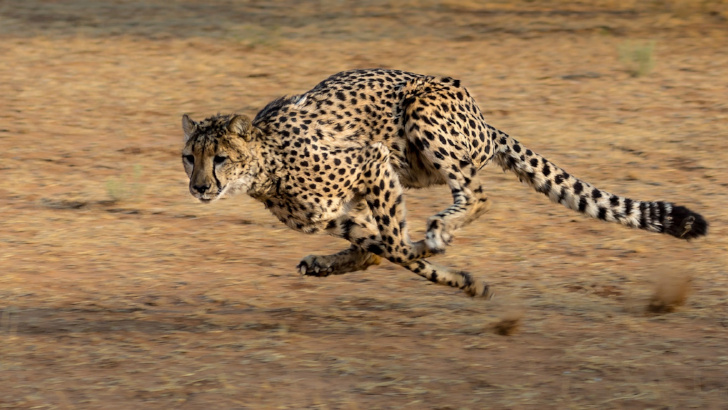 WordPress Beine machen per .htaccess