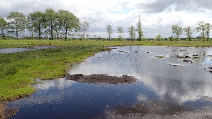 Das Königsmoor in Schleswig-Holstein. Im Vordergrund eine wieder bewässerte Grünfläche, im Hintergrund Bäume und die Sonne, die durch eine Wolkendecke bricht.